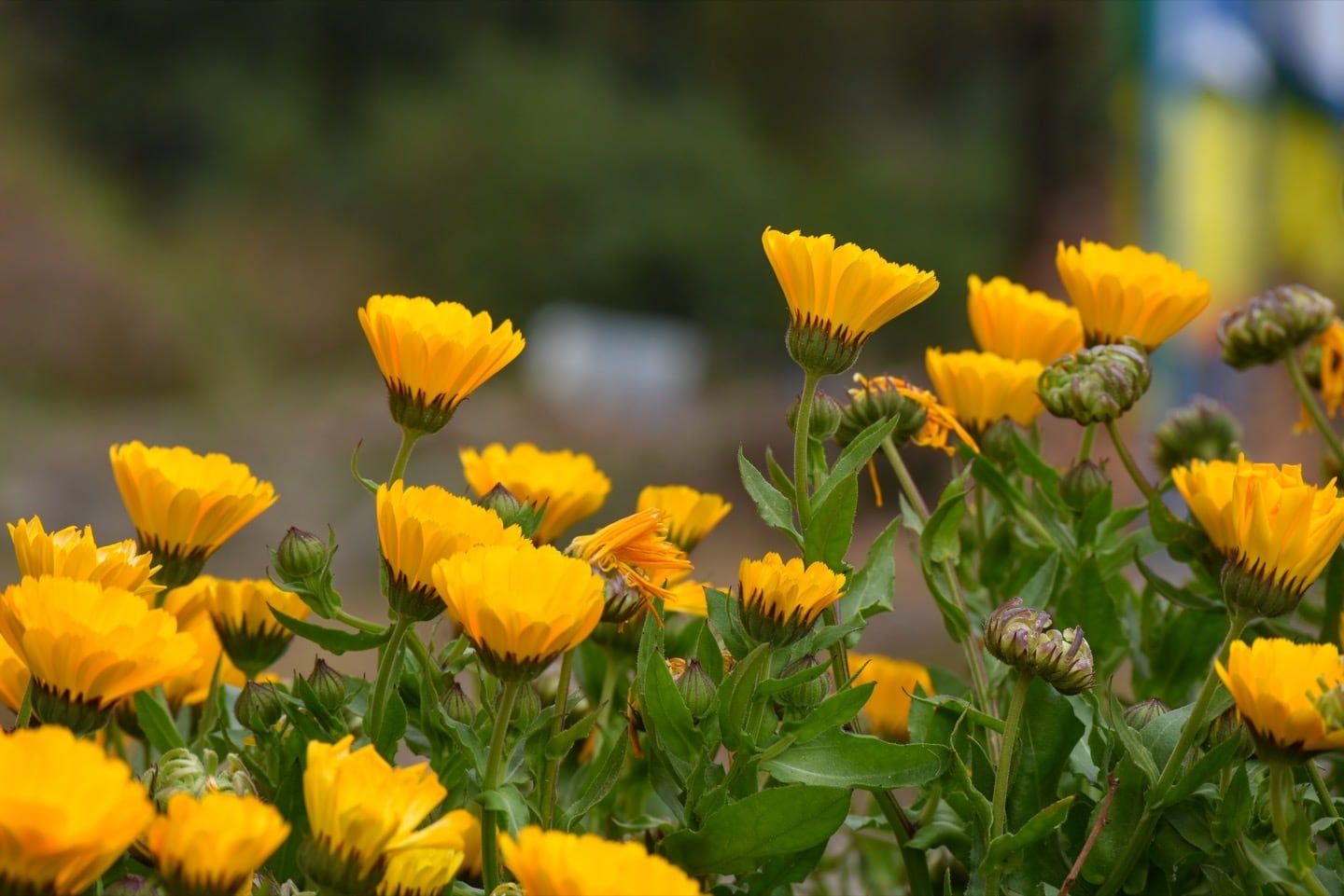 Caléndula (Calendula officinalis) - Ficha de planta - Floralia, image size:1440x961